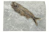 Detailed Fossil Fish (Knightia) - Wyoming #233869-1
